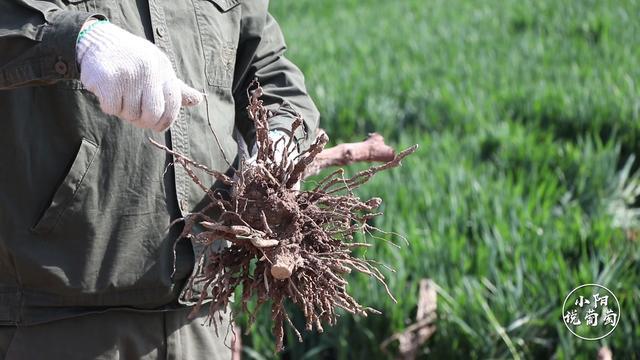 葡萄苗木怎么栽培,葡萄苗木种植技术