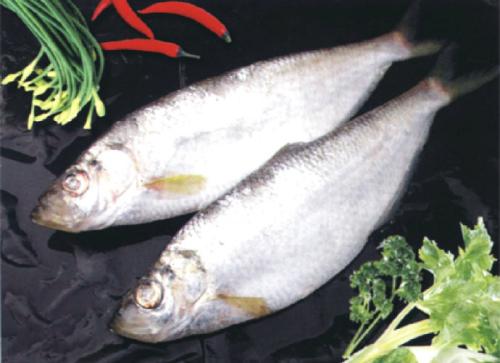 虾籽鲞鱼谁家好吃,苏州采芝斋的虾籽鲞鱼好吃吗