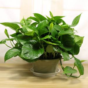 盆土不容易干,盆土不容易干是什么原因