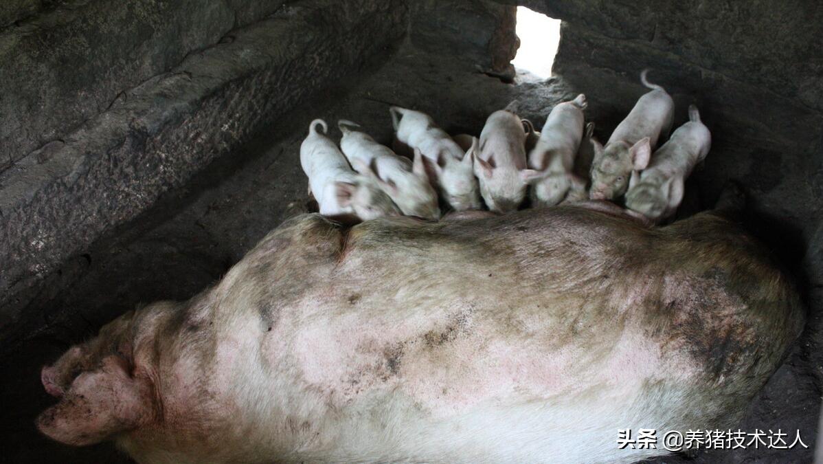母猪产前不吃打什么针,母猪产前不吃怎么办