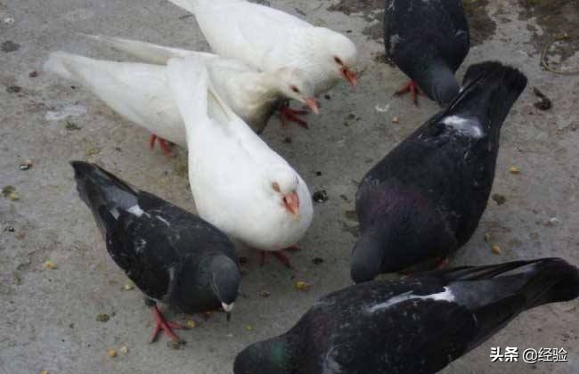 鸽子养殖的误区,鸽子养殖厂家联系电话