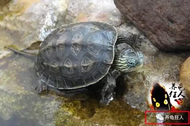 南石龟草龟花龟哪个体型大,草龟花龟珍珠龟哪个更好养