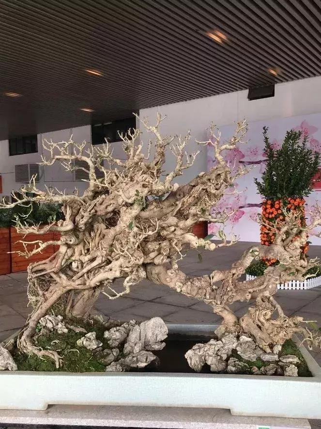 西北盆景树种100种,最值得收藏的六种盆景树种是哪种