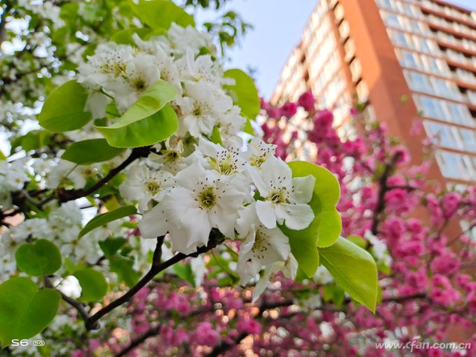 vivos6手机值得入手吗,vivos6靓丽外观年轻人5g手机