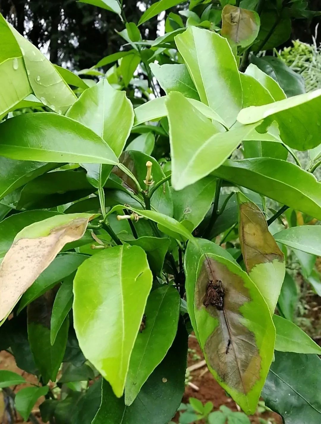 炭疽病十大杀菌剂特效药,炭疽病防治药剂