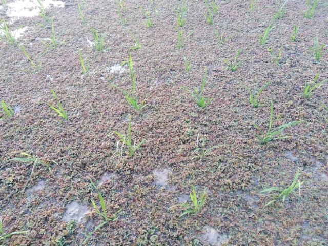 水稻肥不够叶黄,水稻施肥前施什么肥好