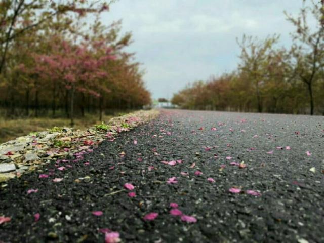 关于春天的成语和名言,关于春天的成语和短句子大全