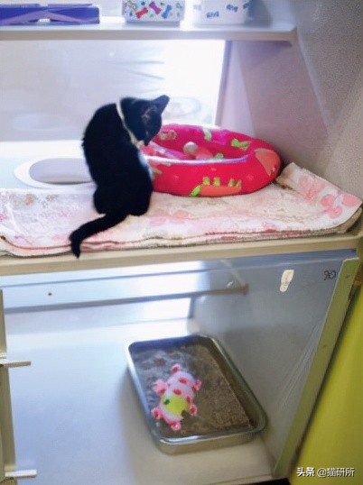 假期外出如何给猫咪找靠谱寄养,怎么找靠谱的猫咪寄养