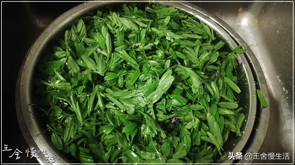 一年四季都可以吃的豌豆尖,野生豌豆尖正确采摘