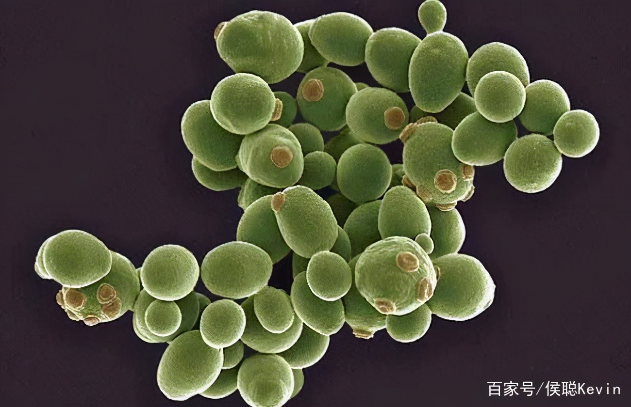 樱花皮肤补水保湿 (樱花美肌焕颜)