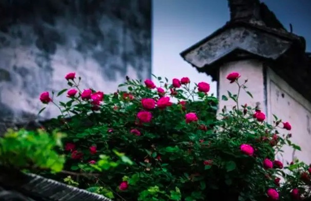 苏轼十首巅峰之作简短,苏轼千古名作催人泪下