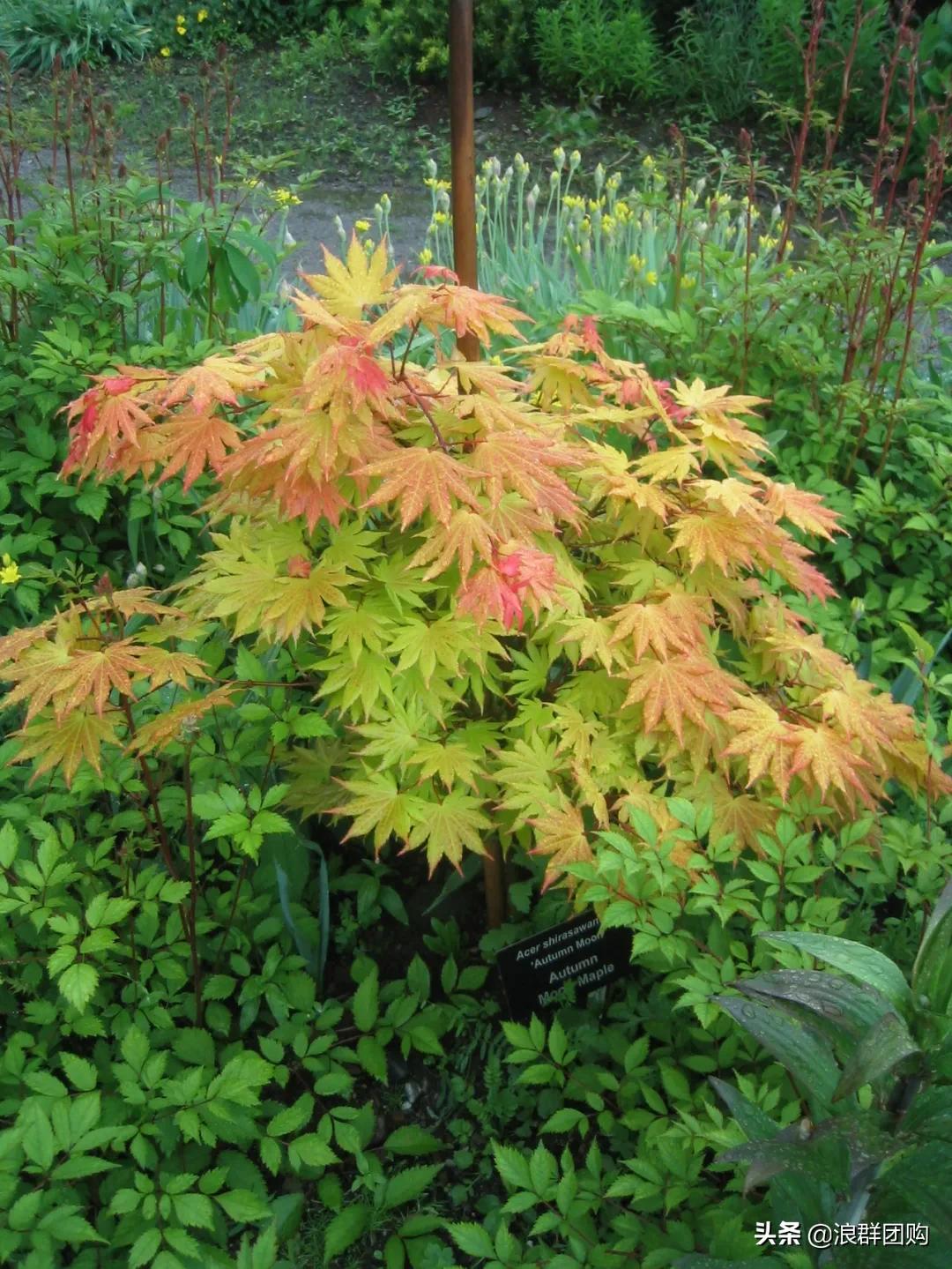 中式庭院藤类植物,枫树和紫藤