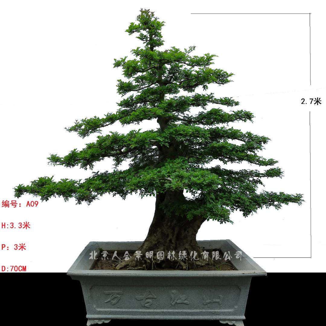 北京人合景明园林教你如何用这九种方法选对——对节白蜡