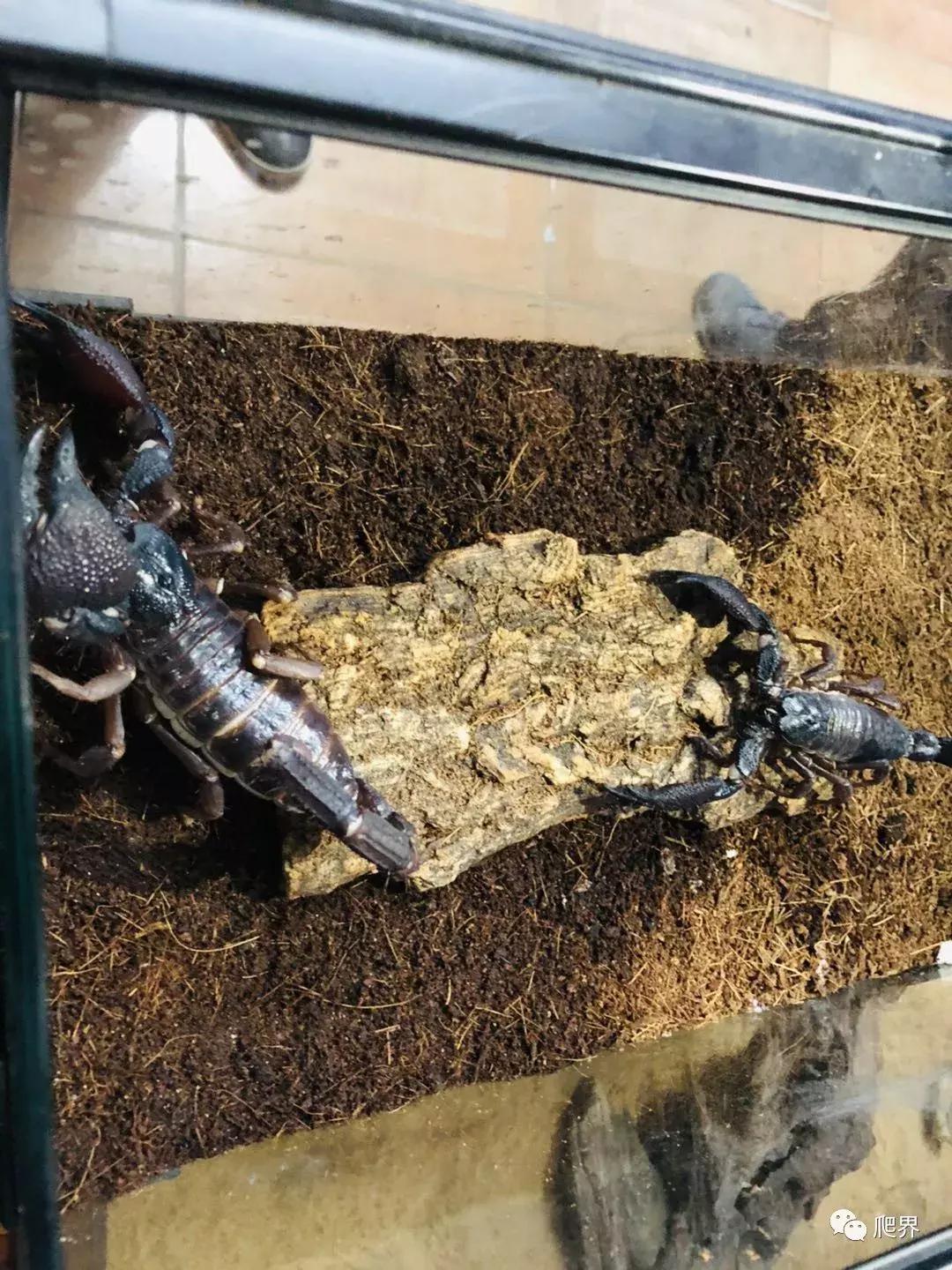 湛江爬宠店,深圳爬宠店在哪里