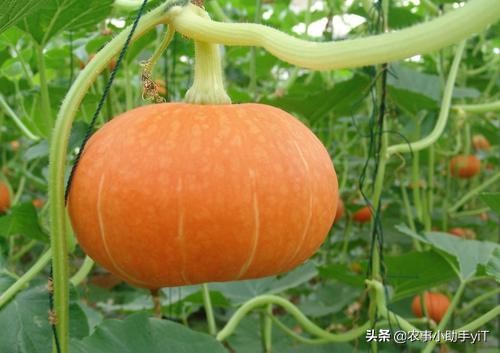 南瓜徒长不开花无雌花怎样补救,南瓜防徒长