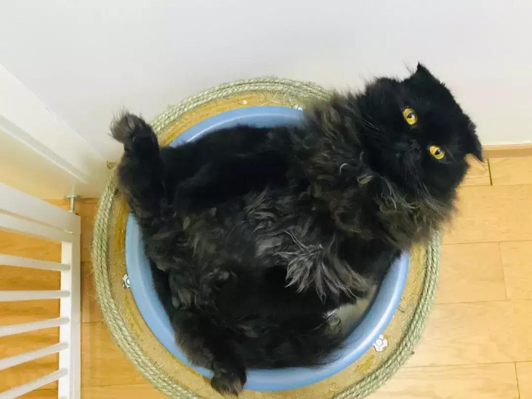 小佩猫窝布偶,小佩猫窝事件