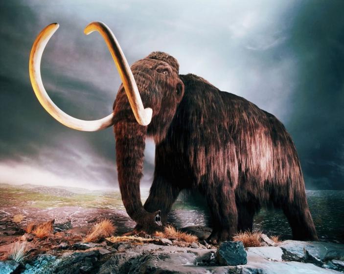 这种上古与人同葬的动物,还能帮你减肥、长寿?