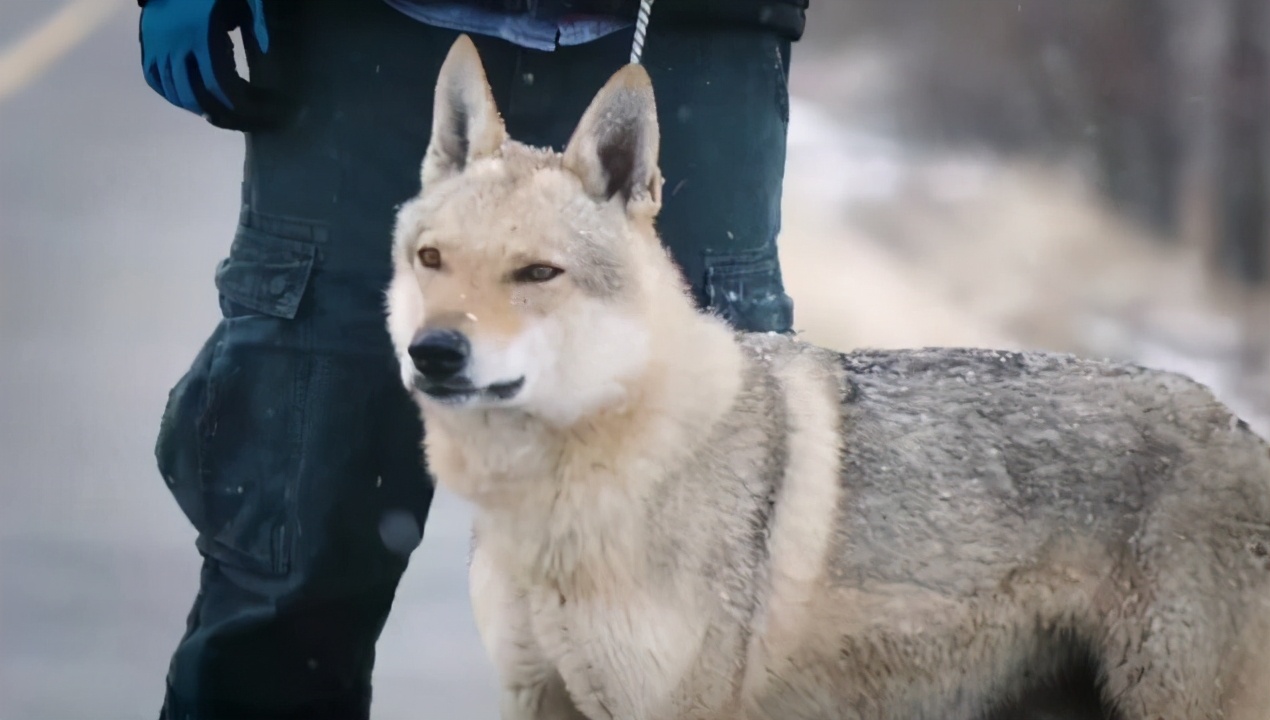 4种不适合养的狗狗你中招了吗,国内禁止饲养的狗狗都有哪些