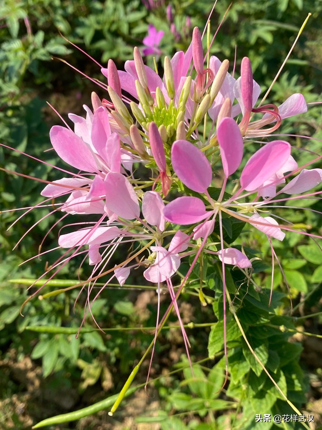 武汉花博汇一天游玩大概多少钱,武汉花博汇值不值得玩