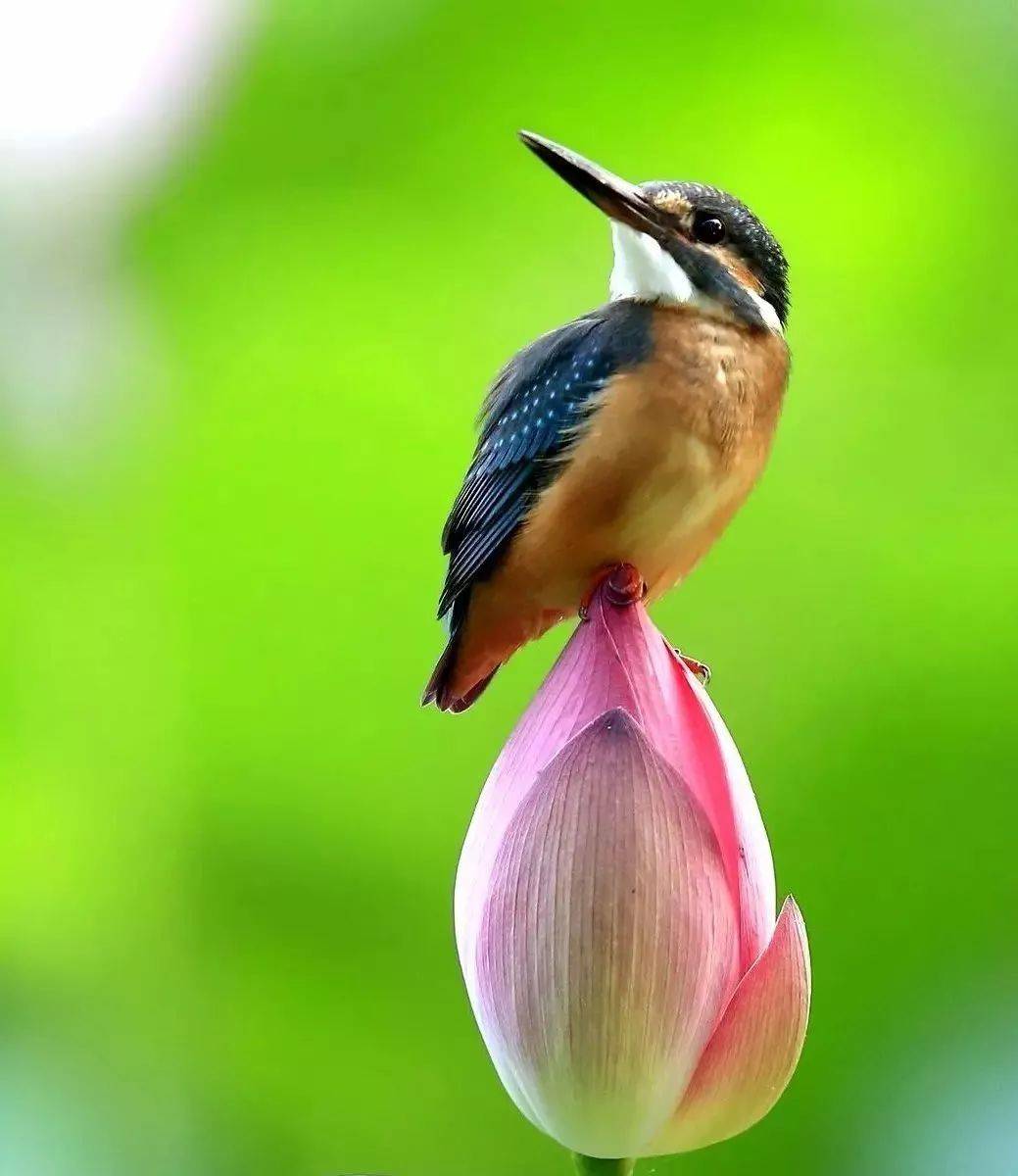出淤泥而不染荷花之美,如果你是一朵出淤泥而不染的荷花