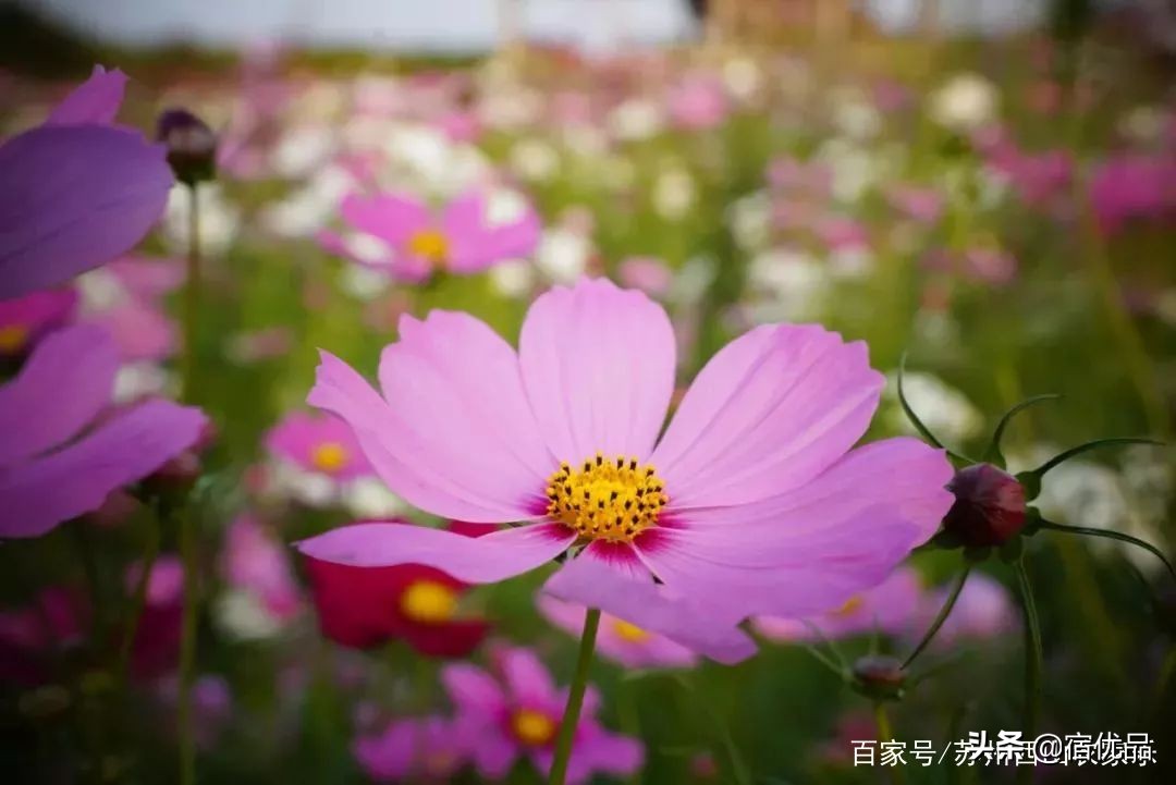 河源市连平县忠信镇大湖花海,太湖花海主题乐园