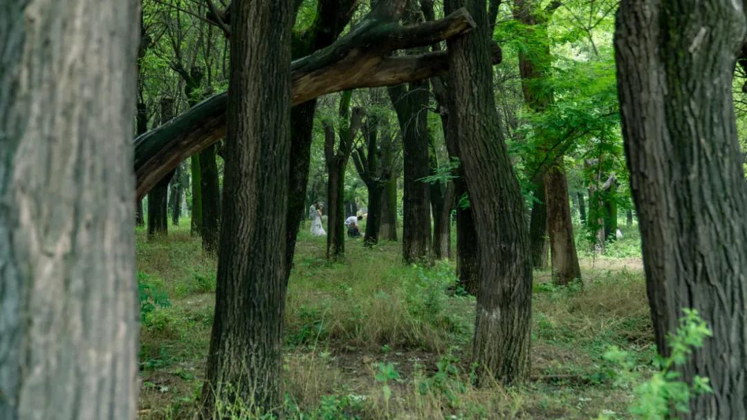 西安花海小森林,西安周边适合郊游野餐的地方