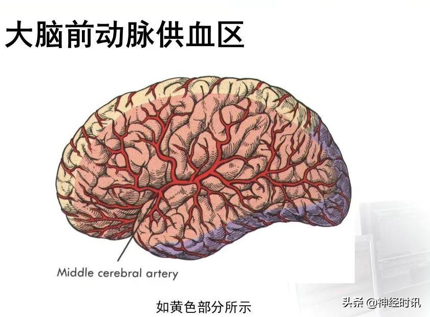 脑动脉解剖学讲解,脑膜中动脉解剖讲解