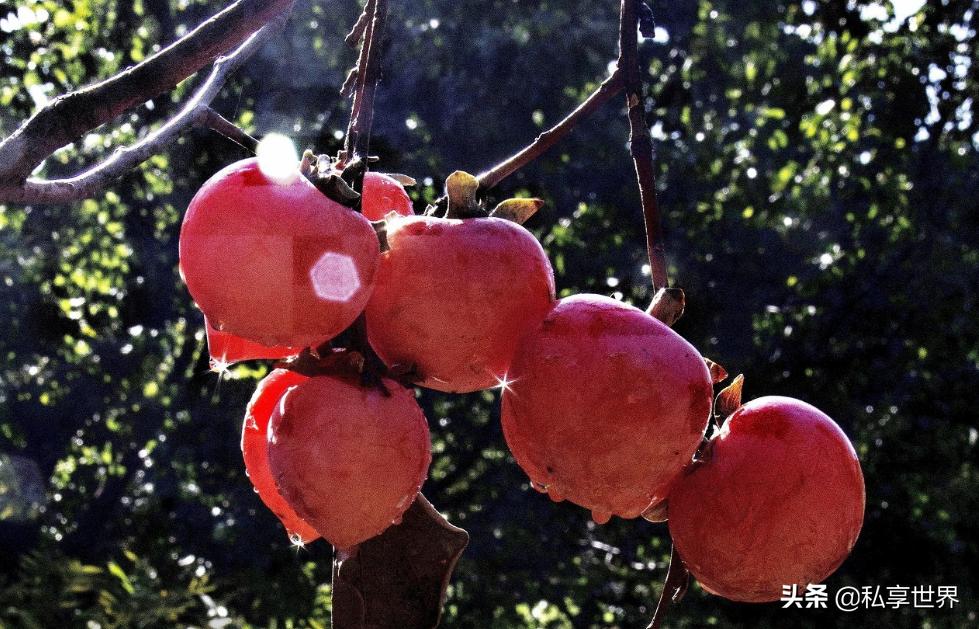 来西安旅游必吃美食饭店,西安美食攻略排行榜前十名地方