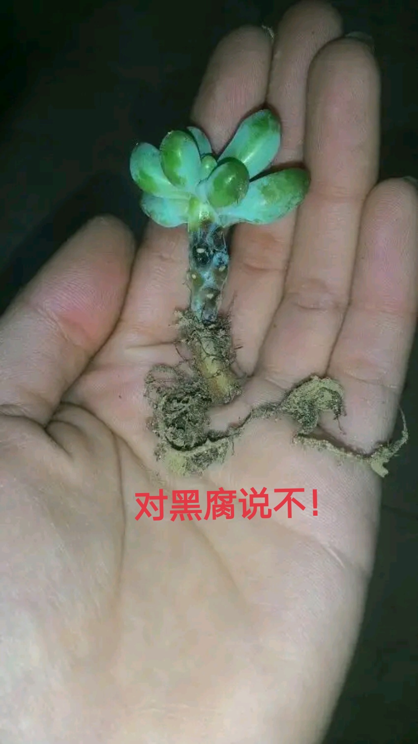多肉爱长草怎么办,多肉爱火怎么养