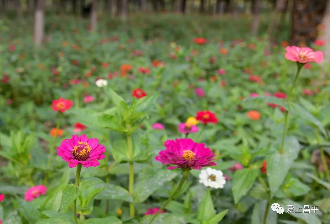 人间最美的旅游地,人间最美四月天去哪里玩