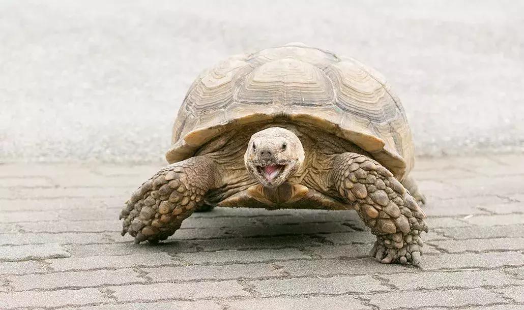 日本顶级农业农场,日本田园农场排行榜