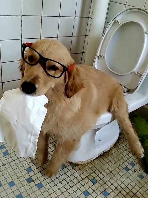 养金毛的好处与功效,养金毛有啥好玩的