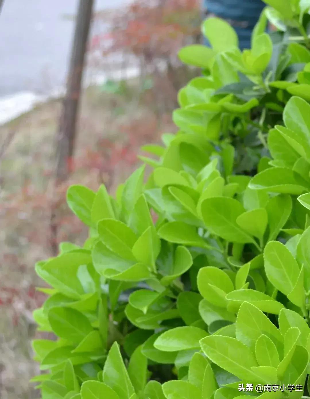 春和景明少年时,古雄小学2021年新生