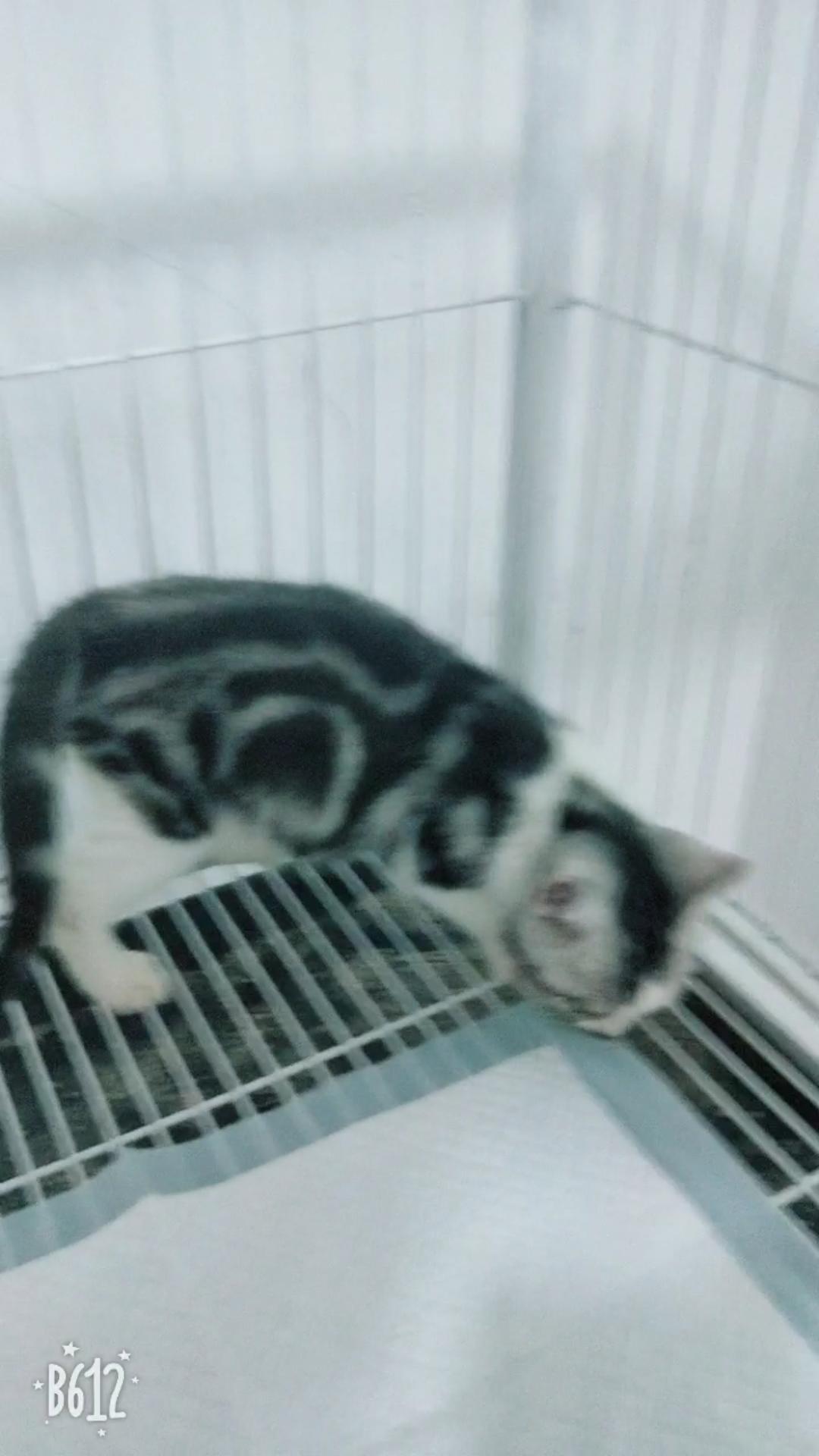 自制猫饭第一弹：均衡杂烩肉丸饭附带自己家小猫