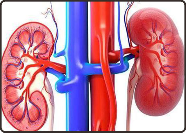痛风性肾病该如何保养?痛风怎样预防?