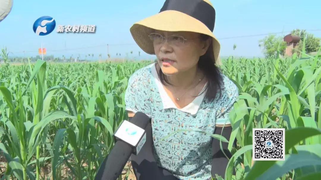 谷子病虫害防治技术宣传画册,谷子病虫害中午可打农药吗