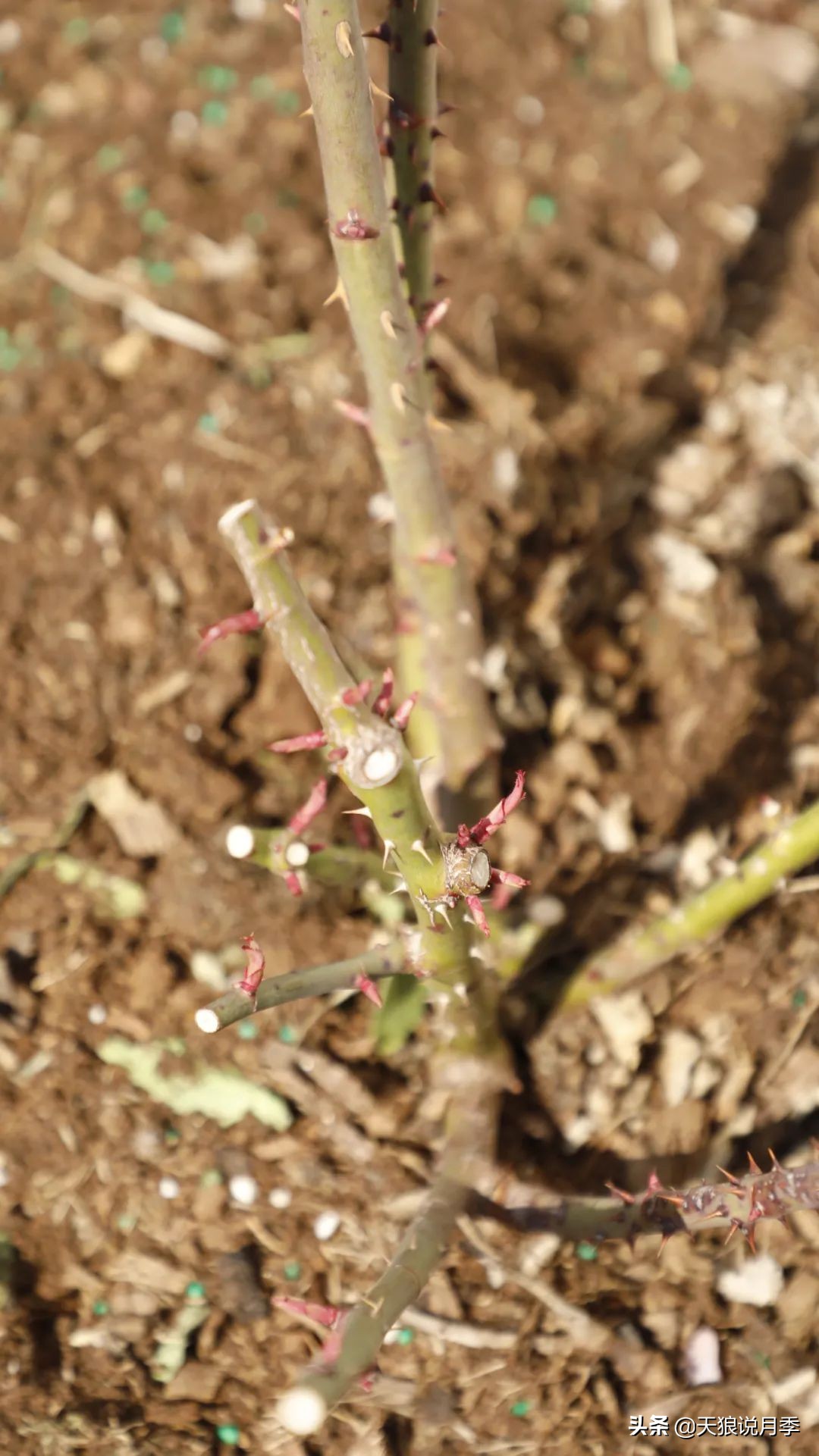 月季怎么抹芽最好,月季的抹芽方法