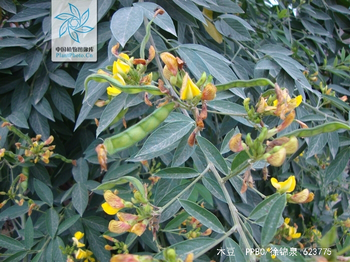 中药材木豆叶有什么用呢,中药材木藤