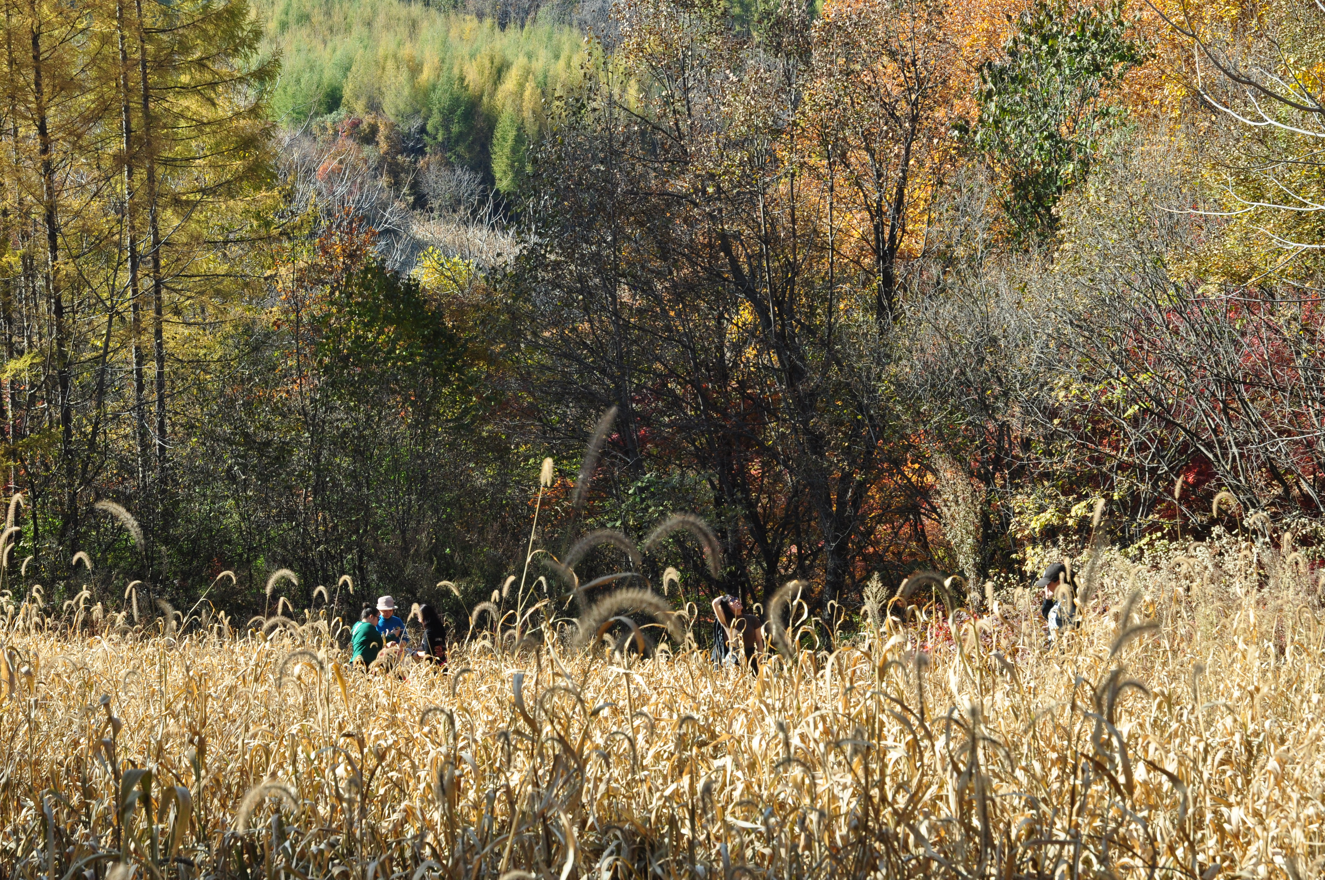 此时的辽宁不进景区照样处处风景，我带5位女同学野山里玩了一天