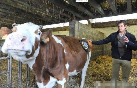 美国奶牛为什么肚子上有个大洞,奶牛肚里有个洞