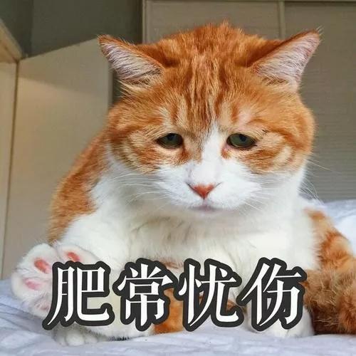 猫咪不小心受伤了该怎么办？这些有效的处理方式铲屎官们一定要看