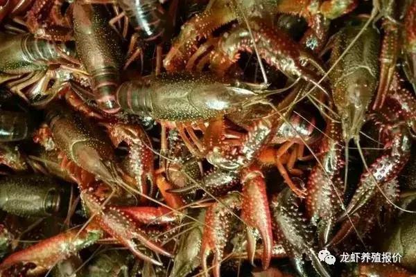 小龙虾养殖前景和市场分析,小龙虾养殖前景及市场分析