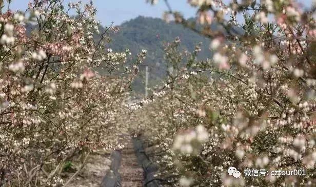 常州周末适合去哪里踏青,清明农庄亲子游攻略