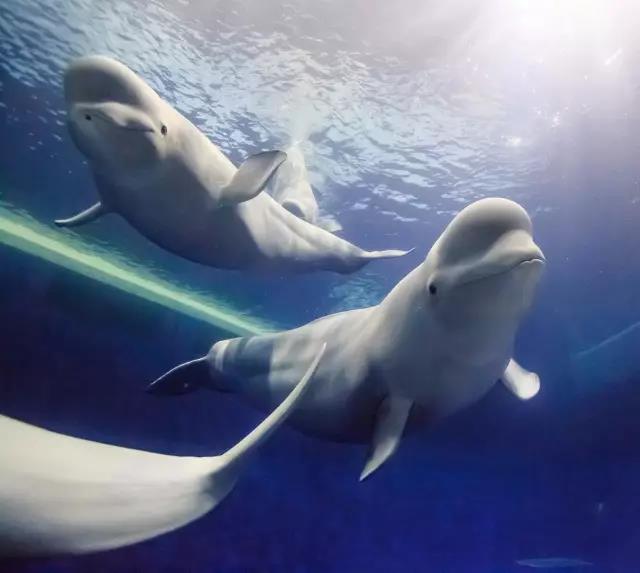 寒假带孩子去长隆玩什么,长隆寒假旅游攻略