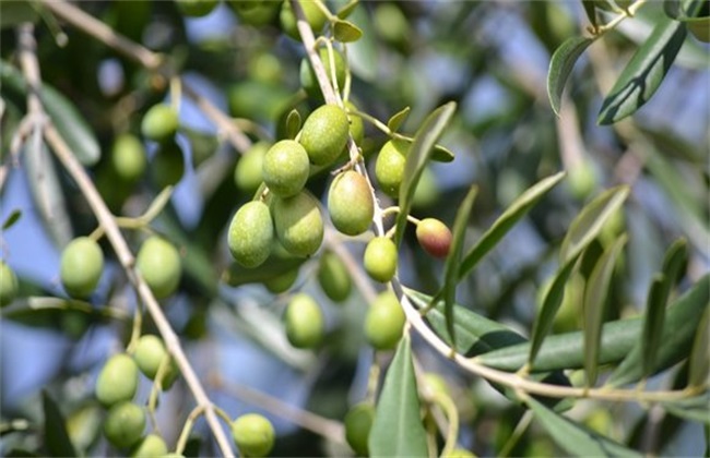 橄榄梢怎么管理,橄榄种植管理技术视频