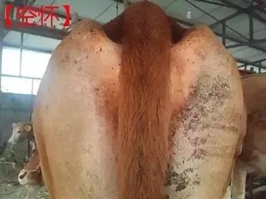 牛尾上的秘密，竟还能看出母牛怀没怀孕！
