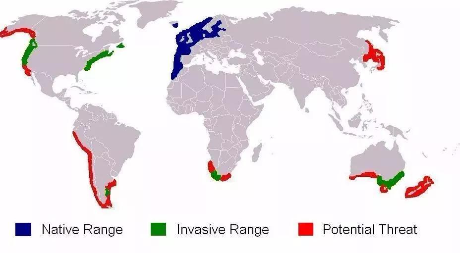 青蟹大批入侵澳洲,红蟹泛滥澳大利亚人怎么处理