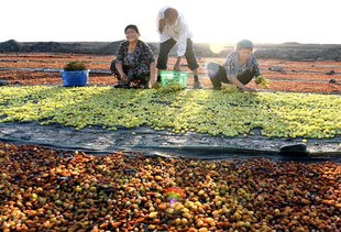 去新疆摘葡萄干多少钱,吐鲁番什么地方葡萄干便宜