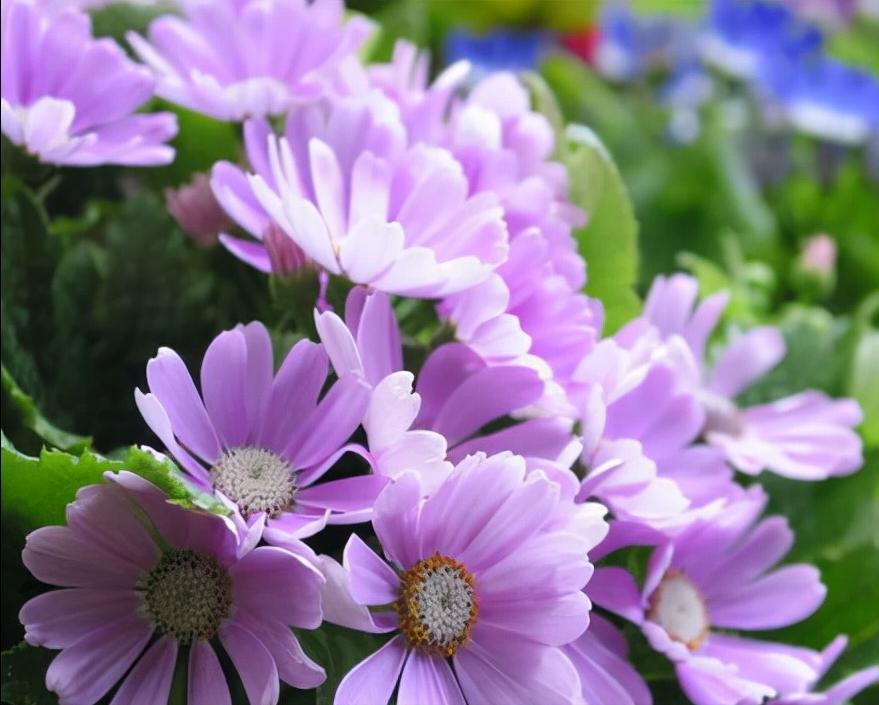 常见花卉养殖总汇,各种花卉植物养殖方法??