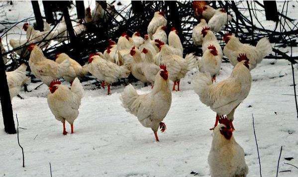 冬天预防鸡生病最好的方法,为什么养殖鸡容易生病